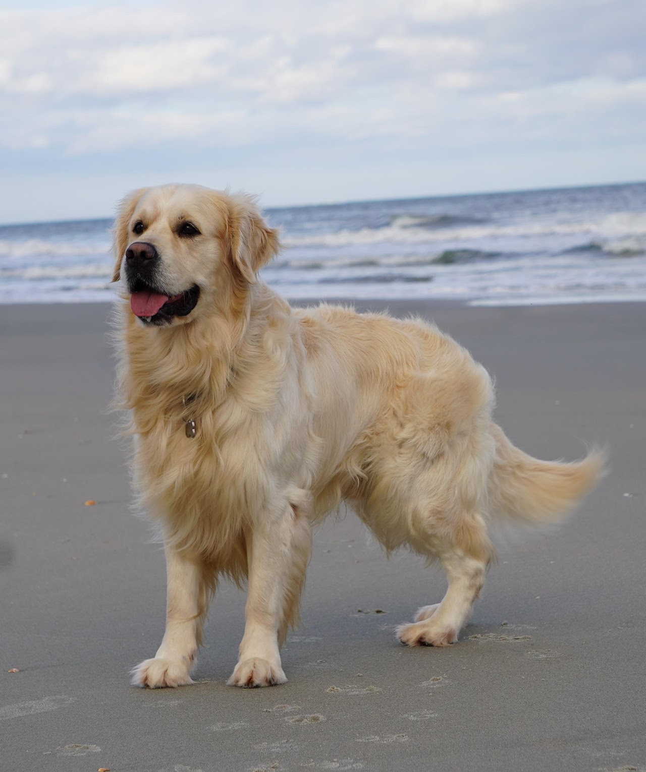 Falkor Golden Retriever
