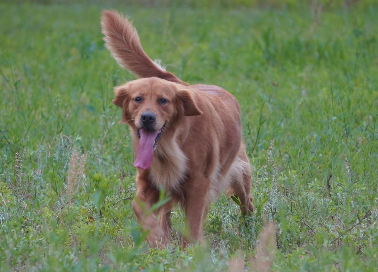 Gypsy Golden Retriever