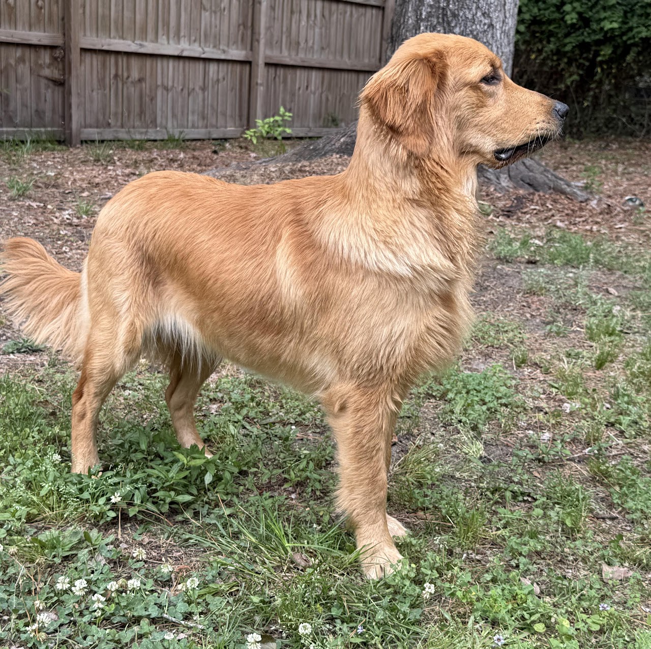 Gigi Golden Retriever