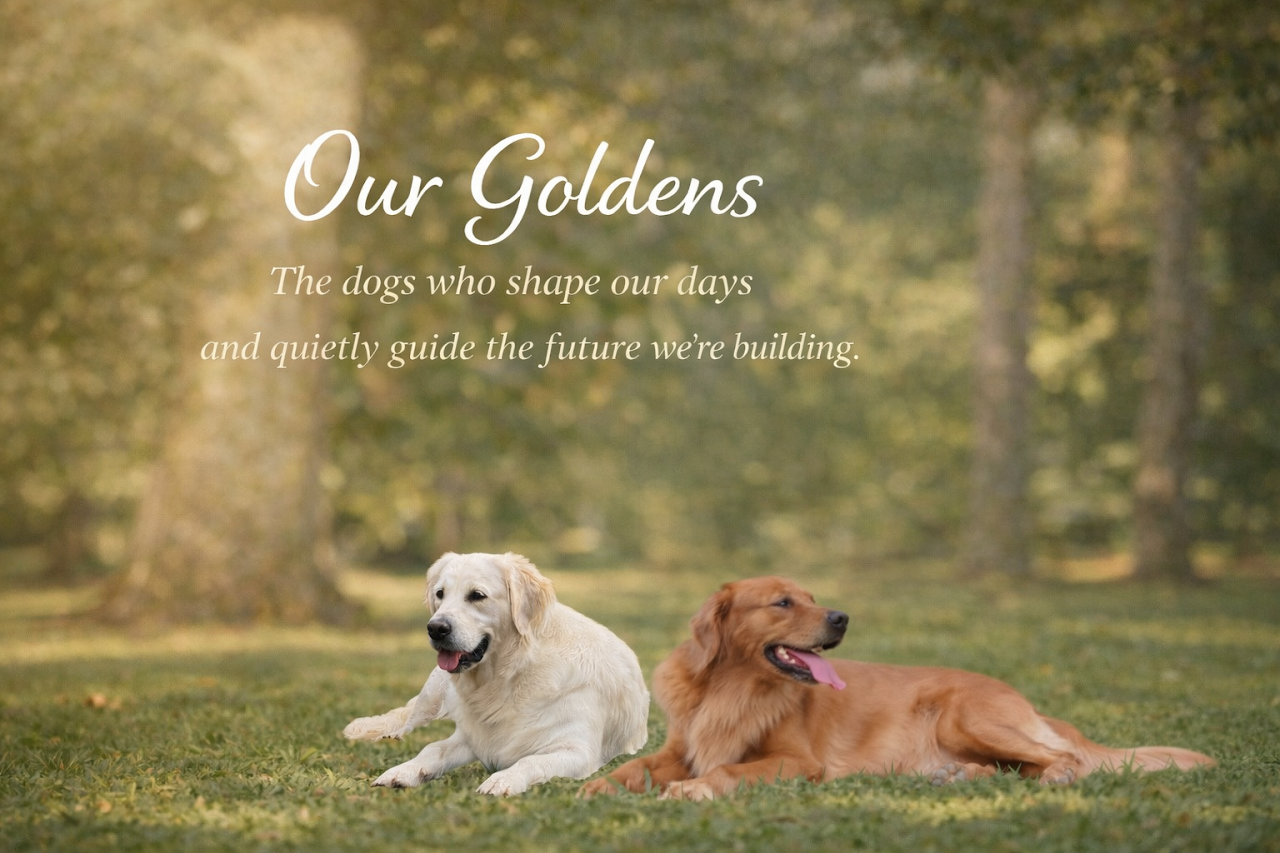 Meet Our Goldens