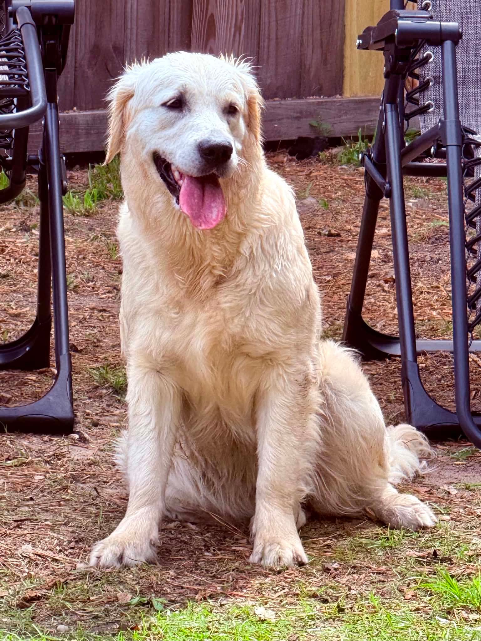 Reese Golden Retriever
